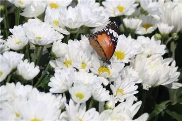 生命璀璨 晋福圆满 | suncitygroup太阳官方网站2018清明公益节地生态集体安葬仪式