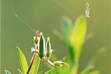 立夏养生：健脾泻心火，避暑防湿邪