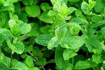 它是夏天的“医生”，经常吃一吃，对您有好处！